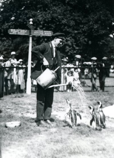 Keeper, Ernie Sceales, gives three penguins a shower from a watering can, London Zoo, 1919 by Frederick William Bond